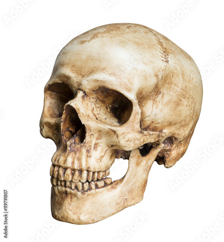 Human skull, isolated on white background with clipping path