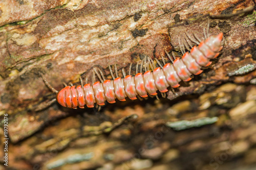 Millipede on green branch © nawin
