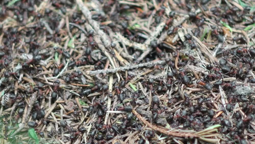 anthill and many red ants (formica rufa) anthill and many red ants (formica rufa)