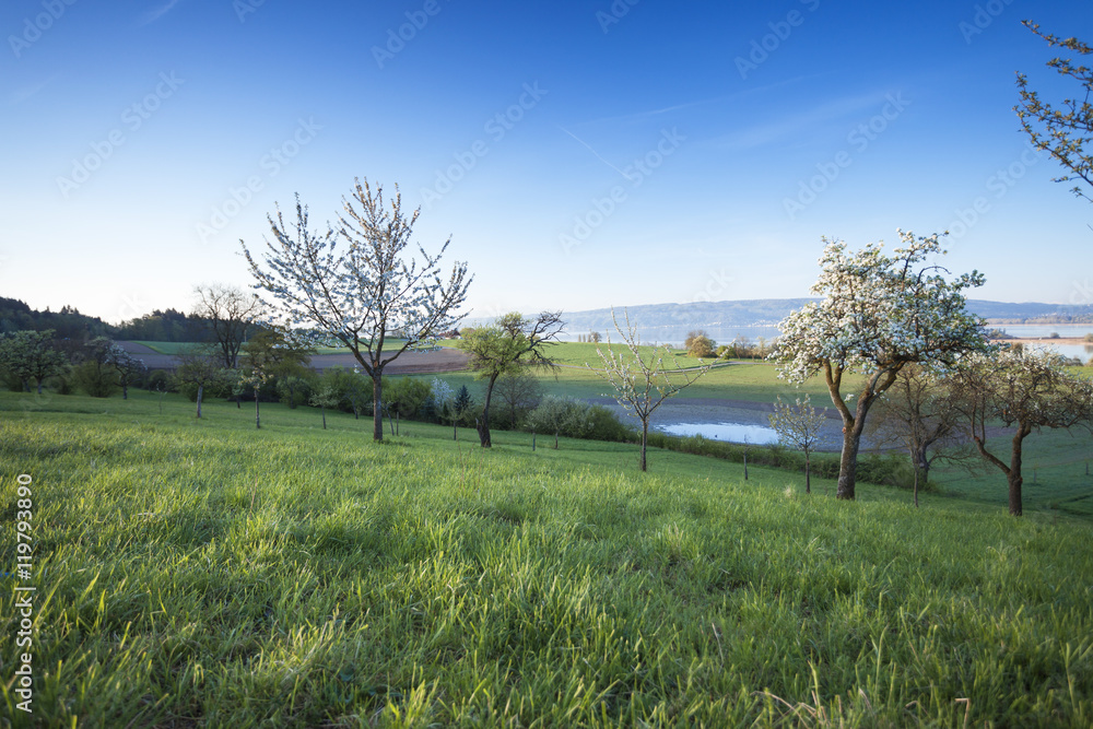 Fototapeta premium Frühlingsmorgen in Markelfingen am Bodensee