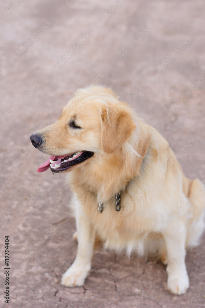 Portrait of a golden retriever dog