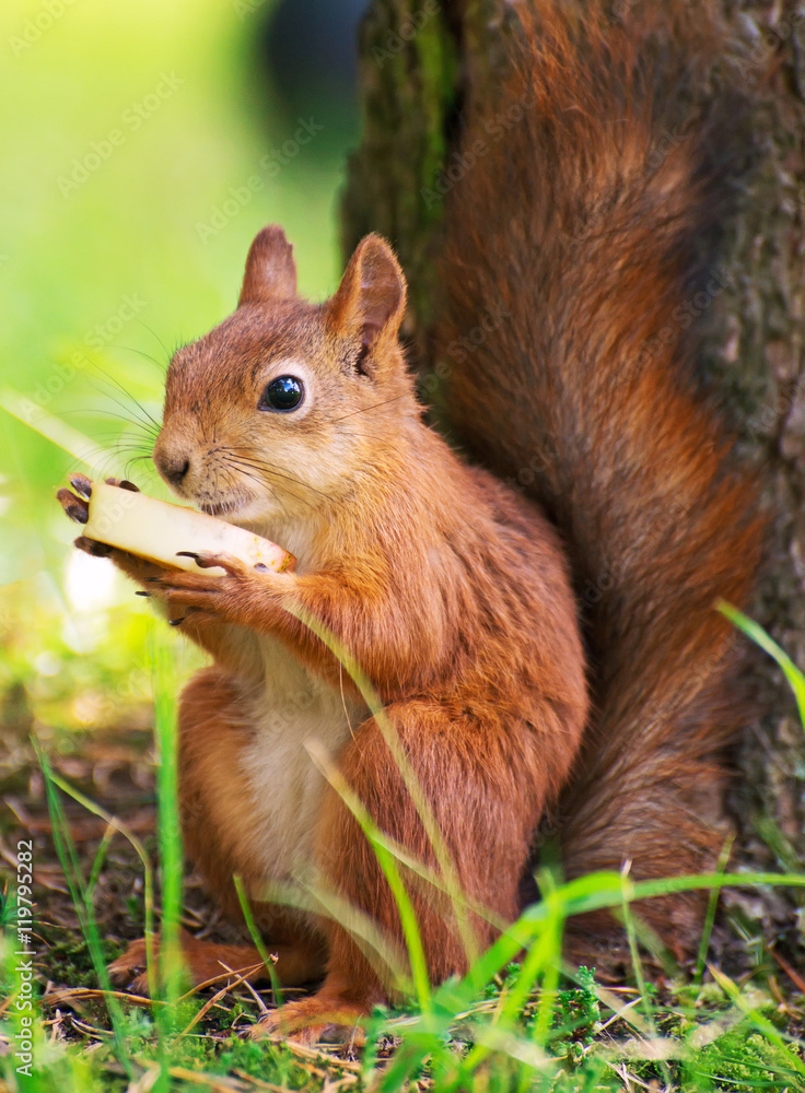 Red squirrel eating apple. Sciurus vulgaris. Red squirrel eating apple. Sciurus vulgaris.