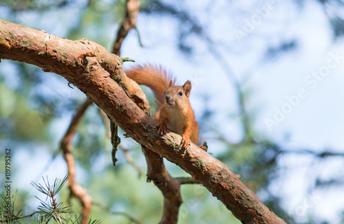 Tapety artystyczne Red squirrel on the tree. Sciurus vulgaris.