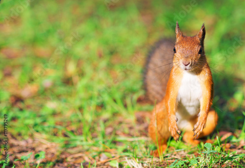 Red squirrel in the forest. Sciurus vulgaris. Place for text.