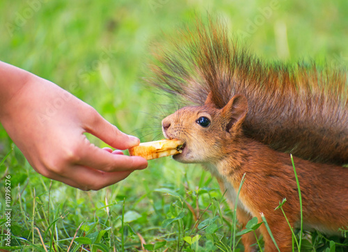 Tapety artystyczne Red squirrel eating apple. Sciurus vulgaris.