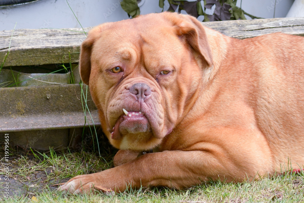 Dogue de Bordeaux lying down in park Dogue de Bordeaux lying down in park