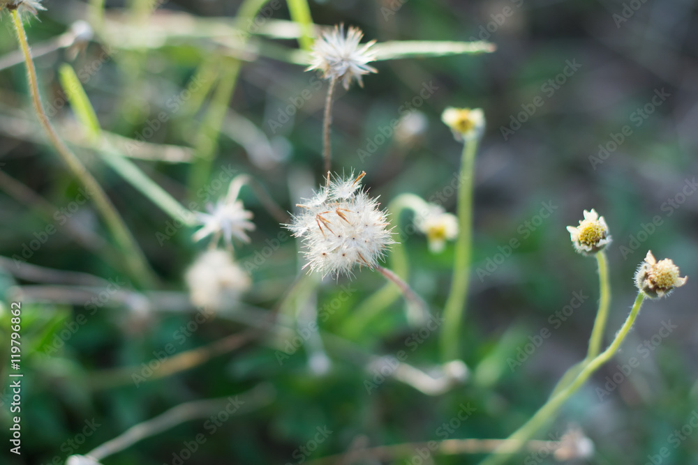 Mexican daisy, Tridax daisy, Wild Daisy on blur background. Mexican daisy, Tridax daisy, Wild Daisy on blur background.