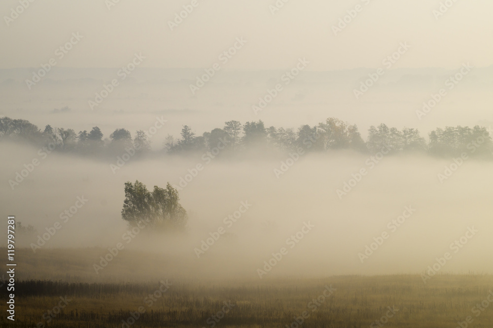 Fototapeta premium Piękny,mglisty wschód słońca nad wiejską łąką