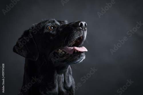 Labrador Retriever © ansaharju