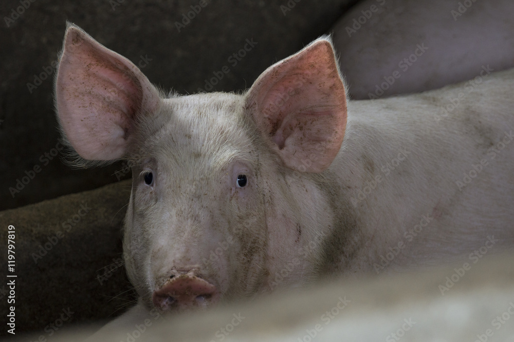 Fototapeta premium Image of small pigs in the farm.