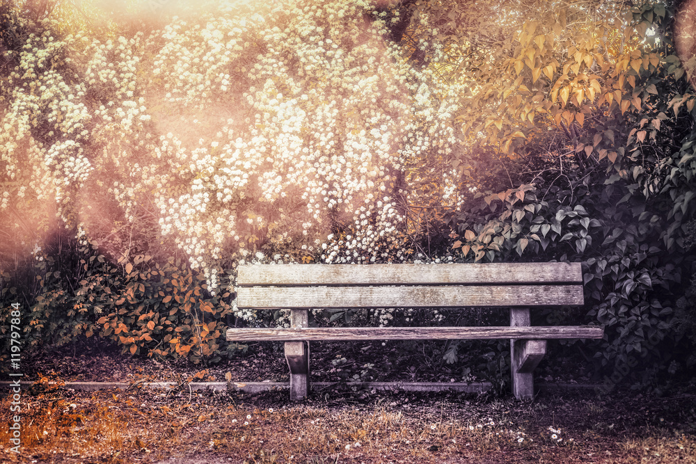 Empty bench in autumn garden or park, outdoor nature