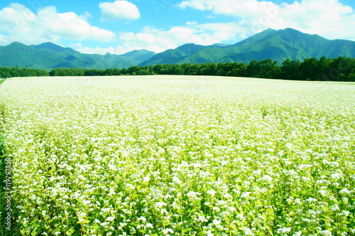 そば　蕎麦　花　畑　会津