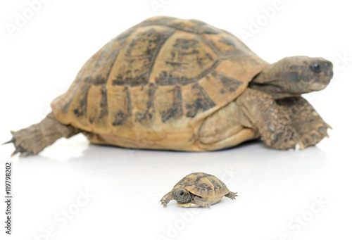 Hermanns Tortoise and baby turtles
