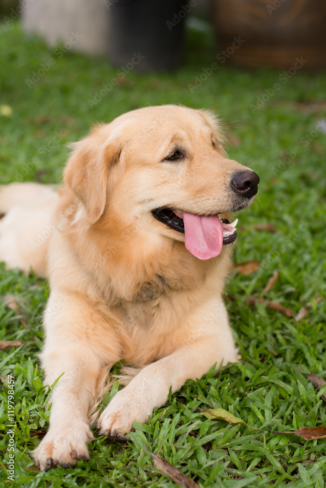 Golden Retriever on nature background Golden Retriever on nature background