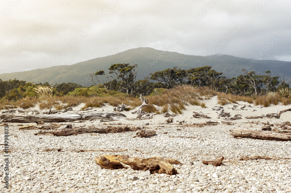 Dead tree brought ashore at Tauparikaka Marine Reserve, Haast, New Zealand