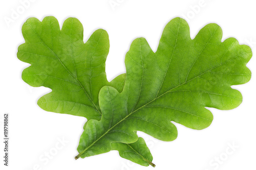 Oak leaves