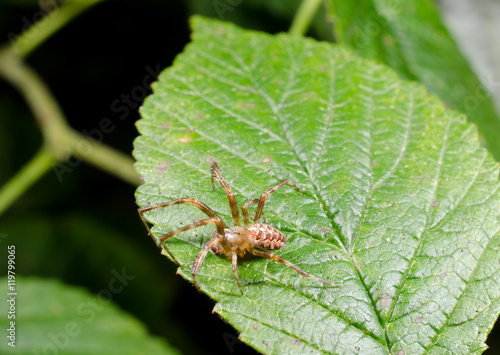 Kreuzspinne, Männchen 