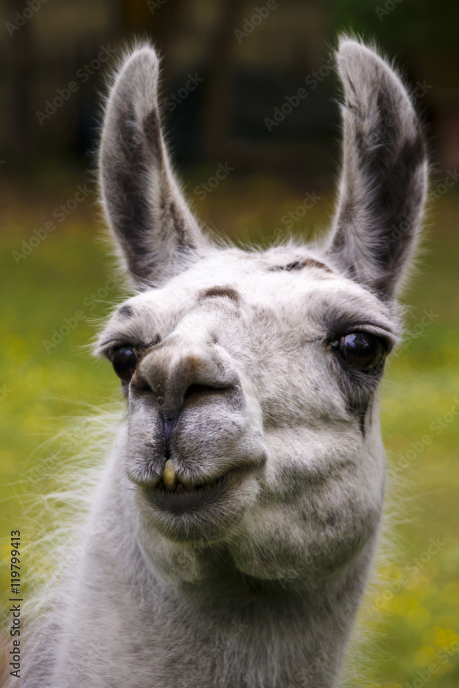 Fototapeta premium Llama, 2016