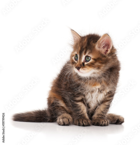Curious siberian kitten