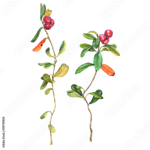 Realistic watercolor illustration of two cowberries with leaves. Isolated on white background.