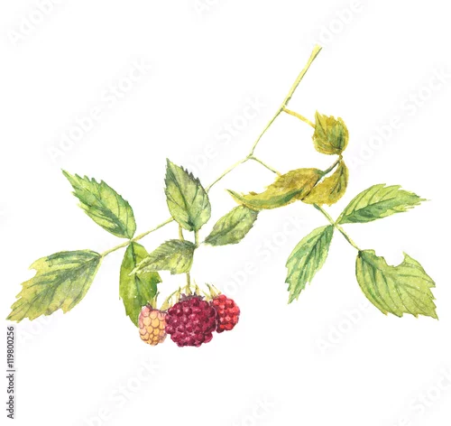 Obraz Gałąź malin - realistyczne malarstwo akwarelowe. Pojedynczo na białym tle.