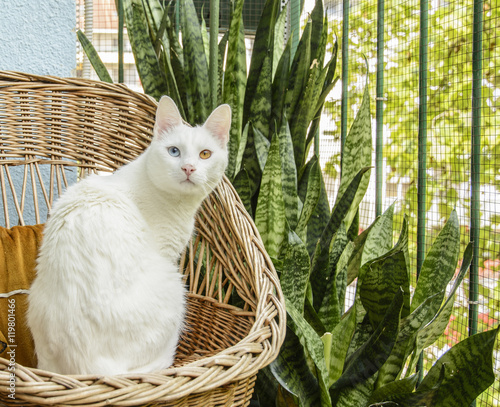 White cat with heterochromia iridum sitting in the wicker chair beside mother-in-law's tongue