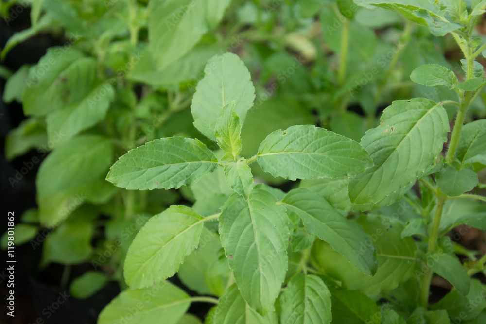 Ocimum sanctum onplant Ocimum sanctum onplant