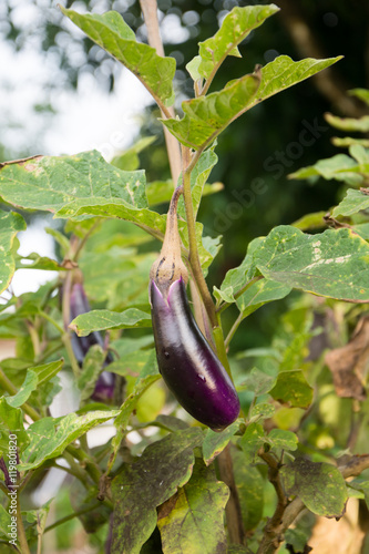 Purple eggplant on its tree