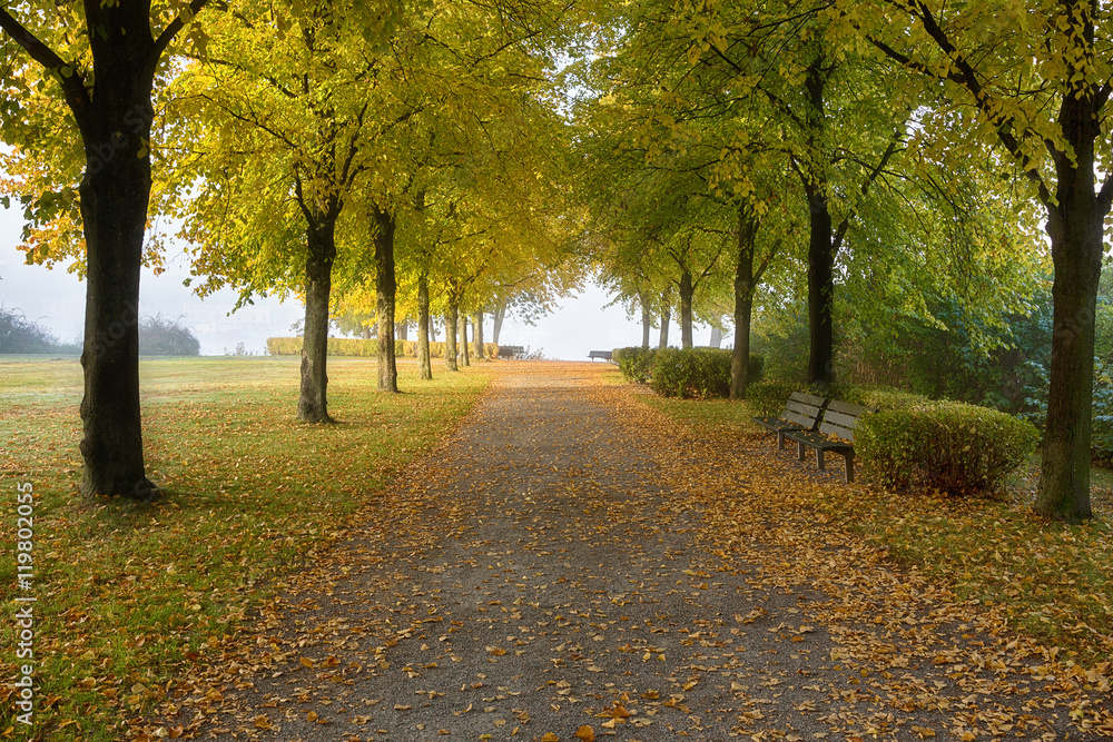Tree lined road in the park in autumn.