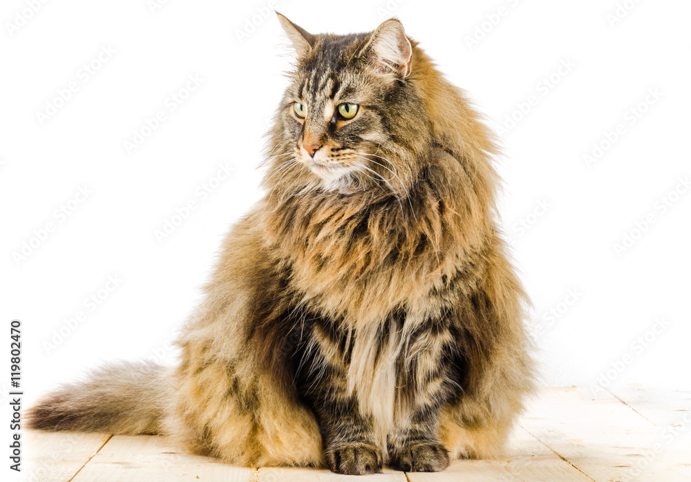 Chat Norvegien Male Adulte Photos Adobe Stock