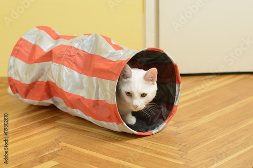 White cat with heterochromia iridum lurking from the cat tunnel