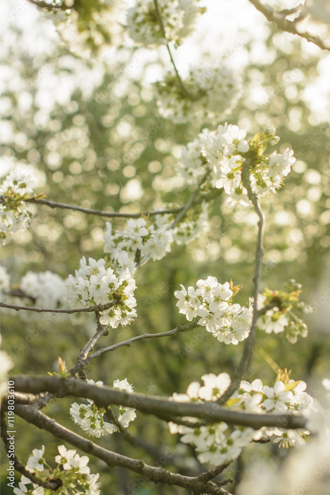 It’s simply beautiful - cherry tree in blossom It’s simply beautiful - cherry tree in blossom