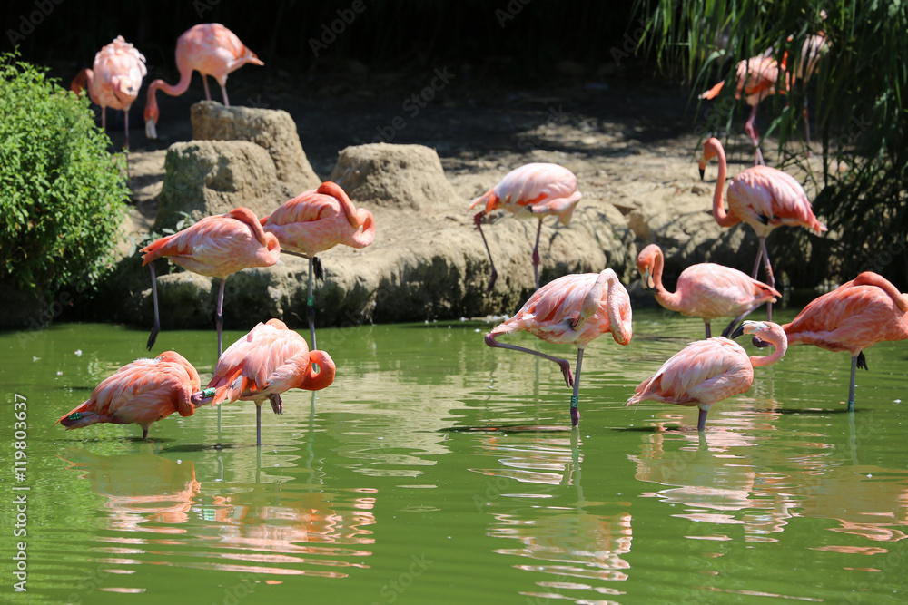 Obraz premium Group of Pink Flamingos