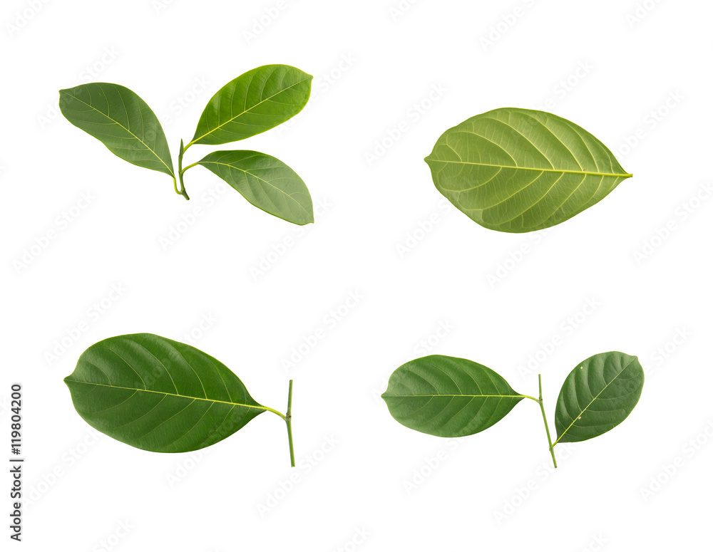 Jackfruit leaves on white background. Jackfruit leaves on white background.