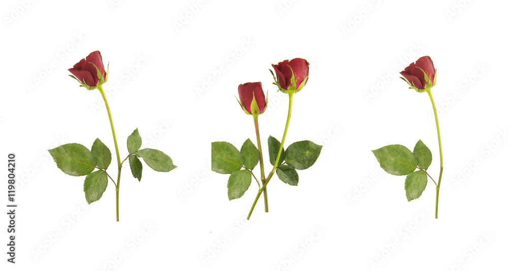 red rose isolated on white background red rose isolated on white background