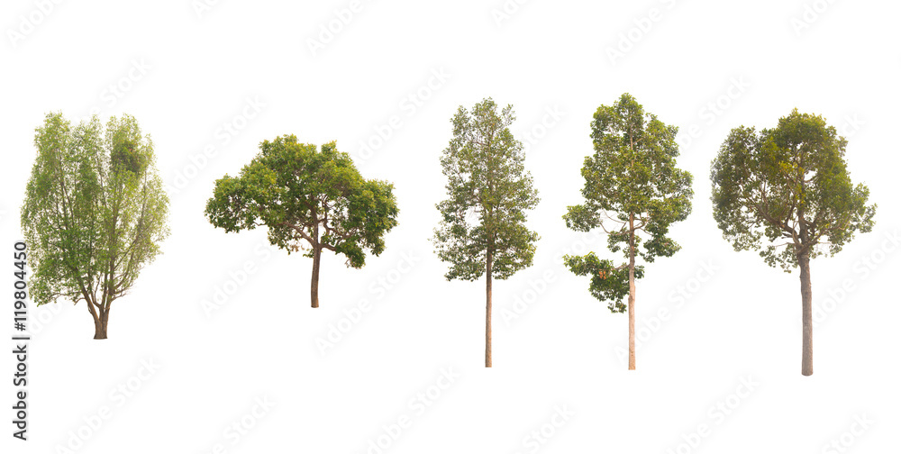 Fototapeta premium Trees Collection