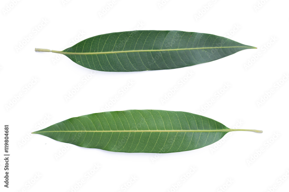 Obraz premium Green mango leaf isolated on white background