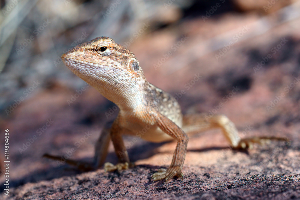 Fototapeta premium Dragon lizard