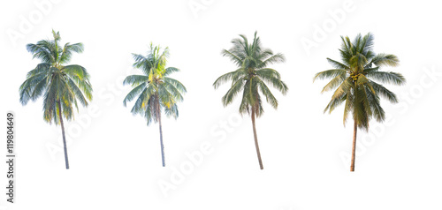 coconut trees on white background