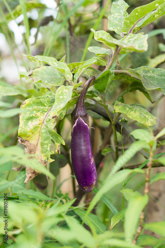 Purple eggplant on its tree