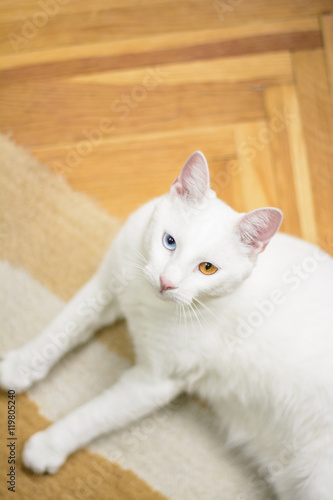 White cat with heterochromia iridum lying on the carpet, showing its beautiful eyes