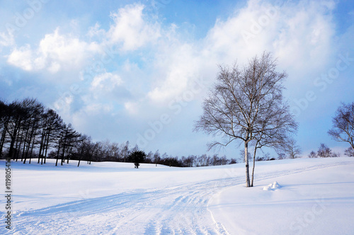 Snow in winter and tree without leaves.