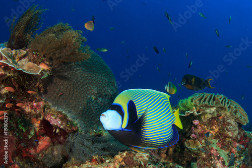 Emperor Angelfish. Coral Reef. Underwater Ocean, Tropical fish.