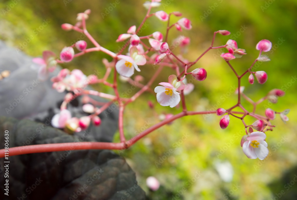 pink flowers with green nature pink flowers with green nature