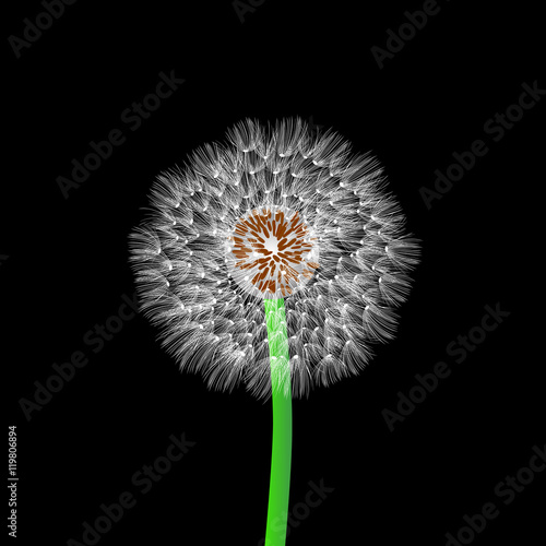 Fototapeta Naklejka Na Ścianę i Meble -  white dandelion on black background