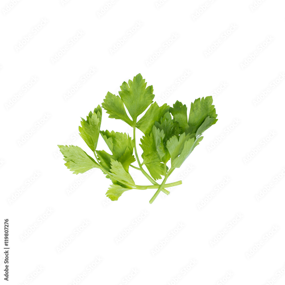 Fototapeta premium Celery isolated on White Background