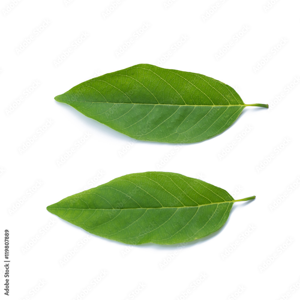 Custard Apple leaf isolated on white background Custard Apple leaf isolated on white background