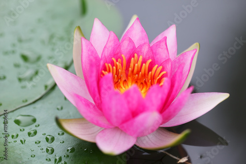 beautiful lotus flower