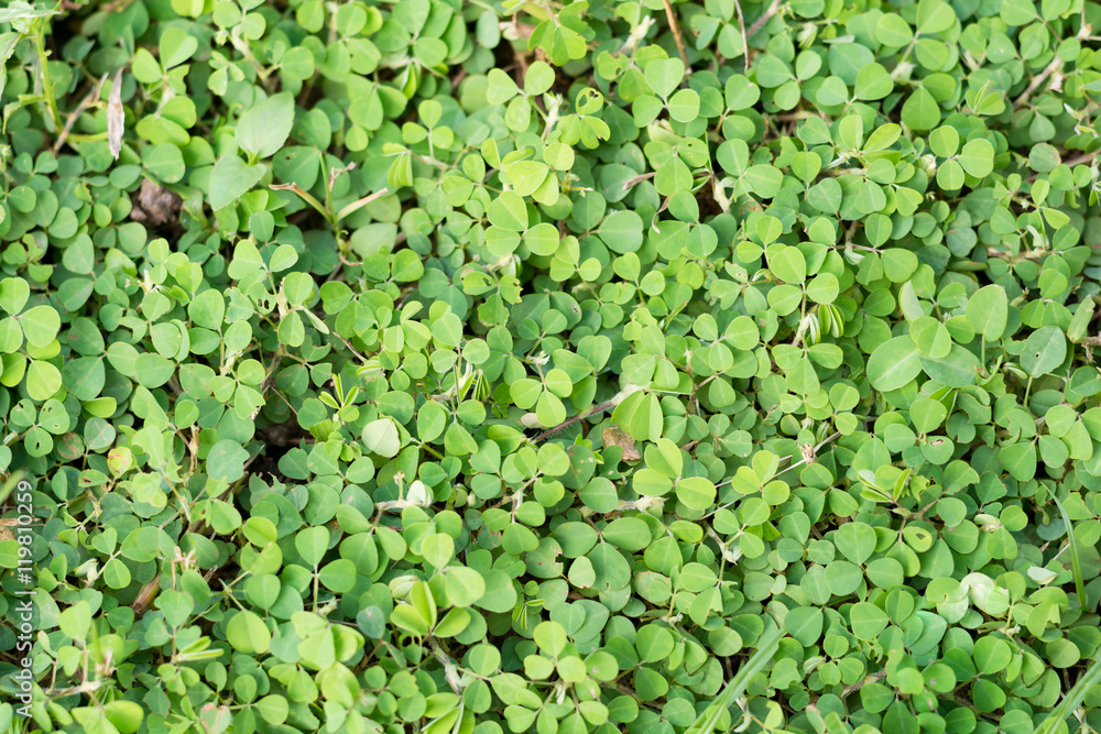 Fototapeta premium green leaves.Green background with leaves.