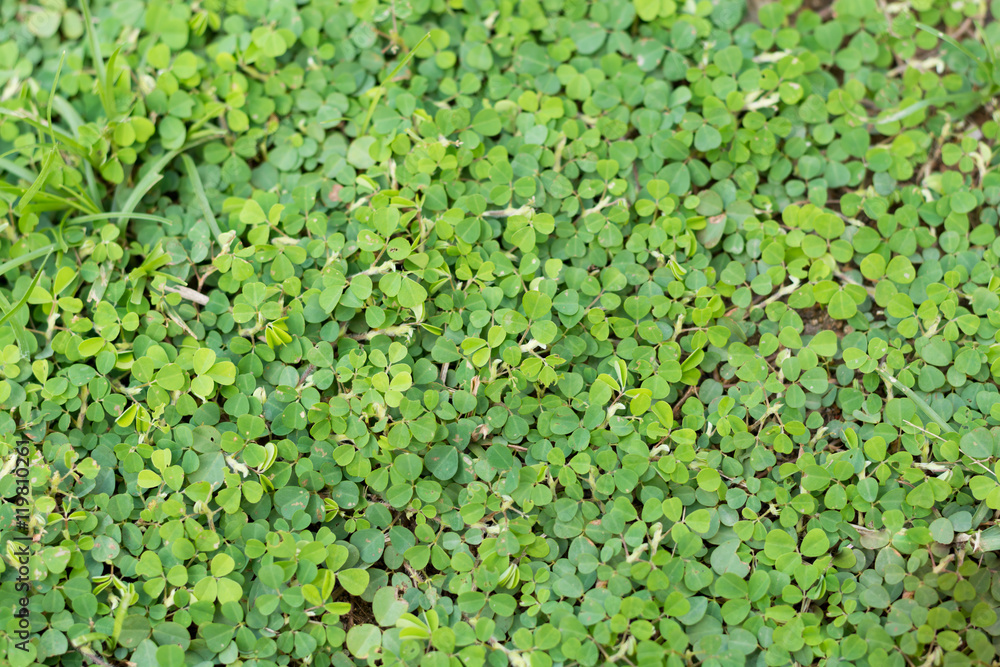 green leaves.Green background with leaves. green leaves.Green background with leaves.